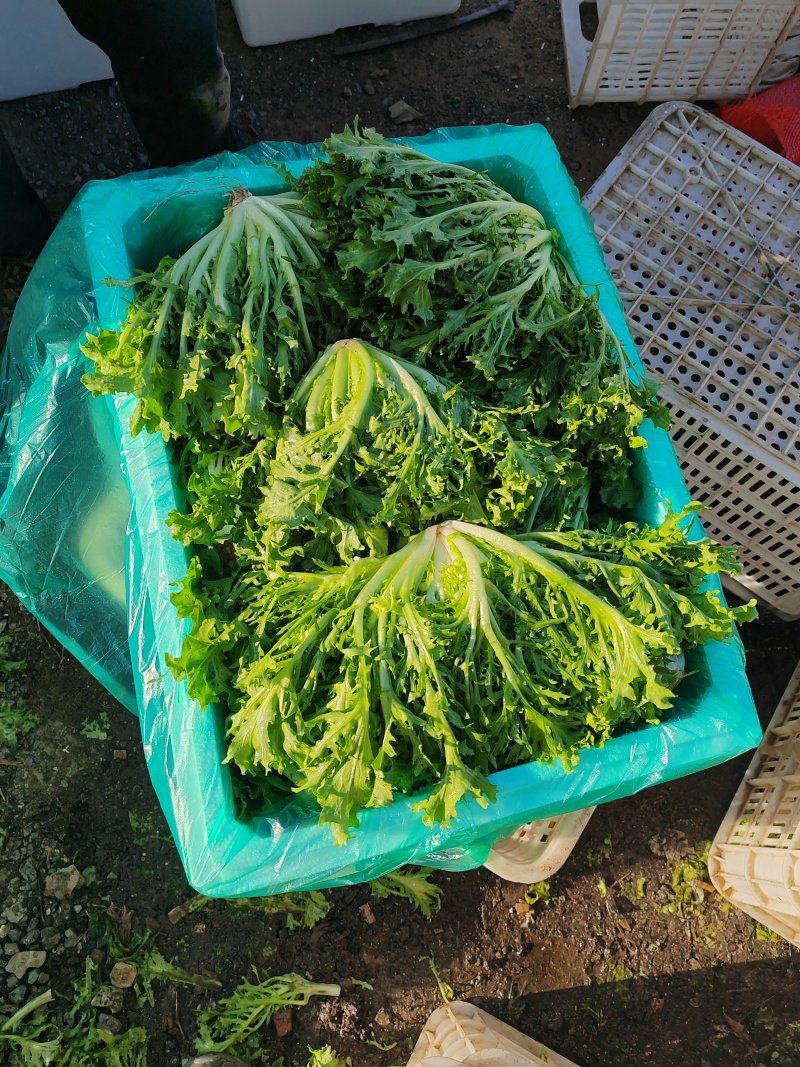 代购各种蔬菜，产地直发，质量有保证