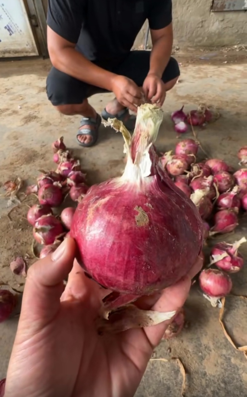 红皮洋葱，量大从优，欲购从速，适合各大商超，全国发货
