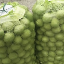 青皮核桃