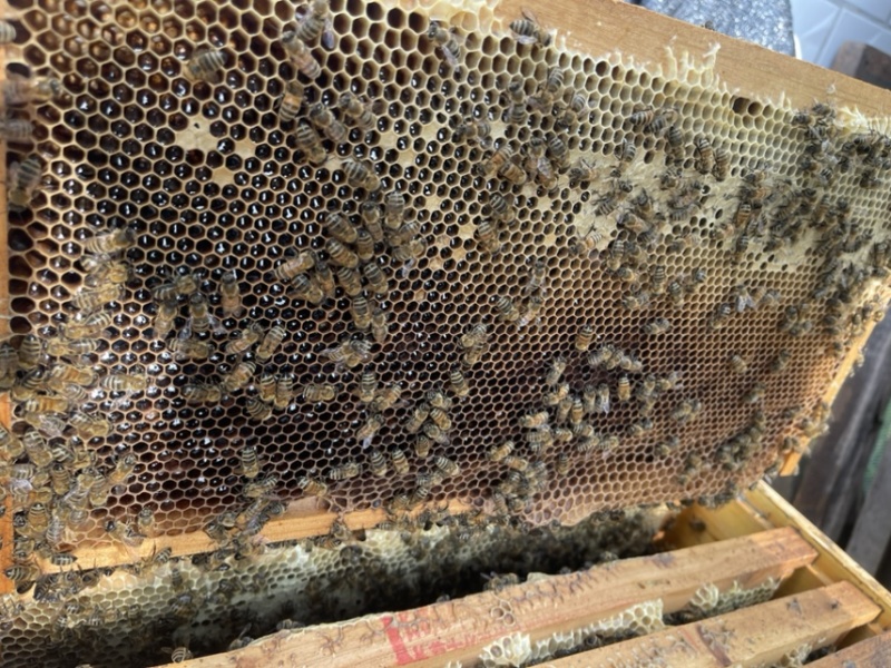 自家产土蜂蜜保纯保真