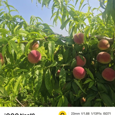 新摘大红桃