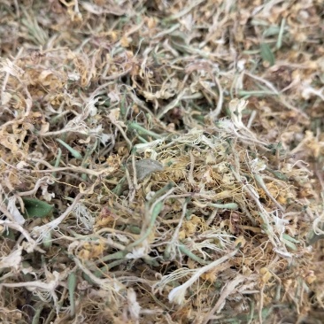 贵州野野生银花