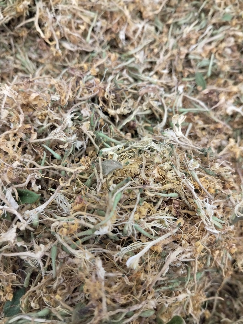 贵州野野生银花