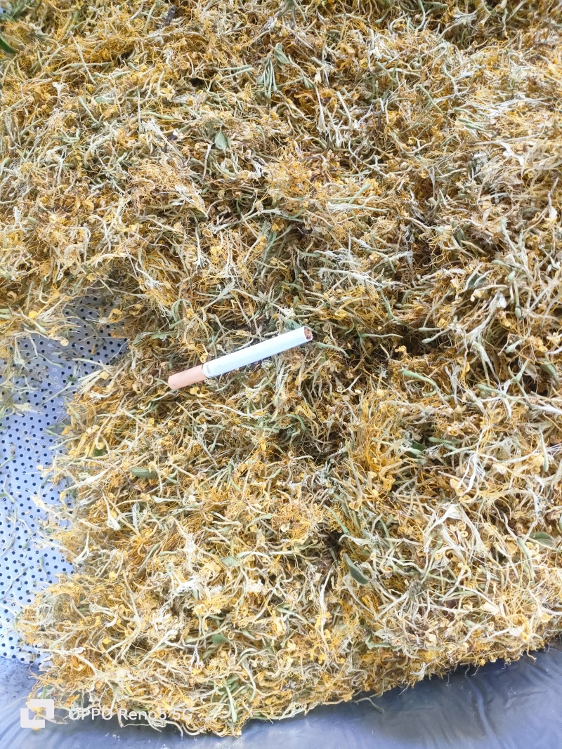 贵州野野生银花