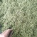 贵州野野生银花