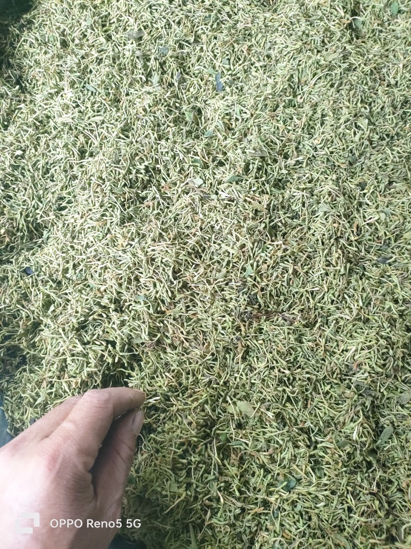 贵州野野生银花
