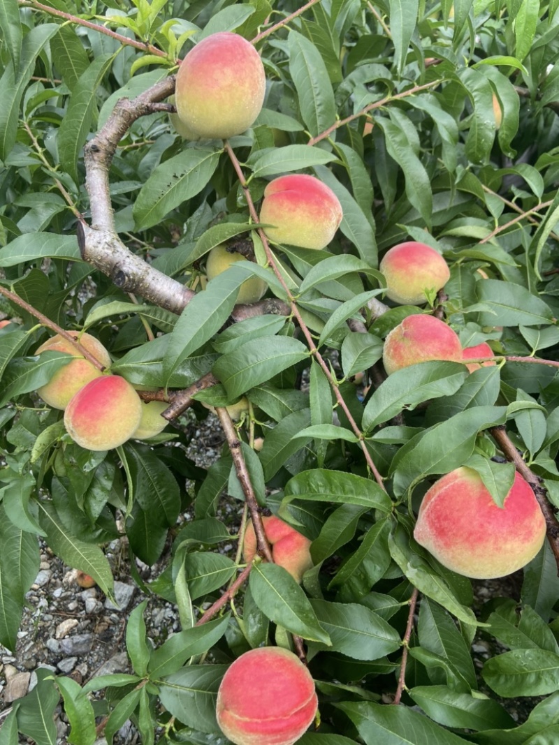 平武白花山桃，离核桃
