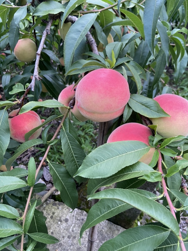 平武白花山桃，离核桃