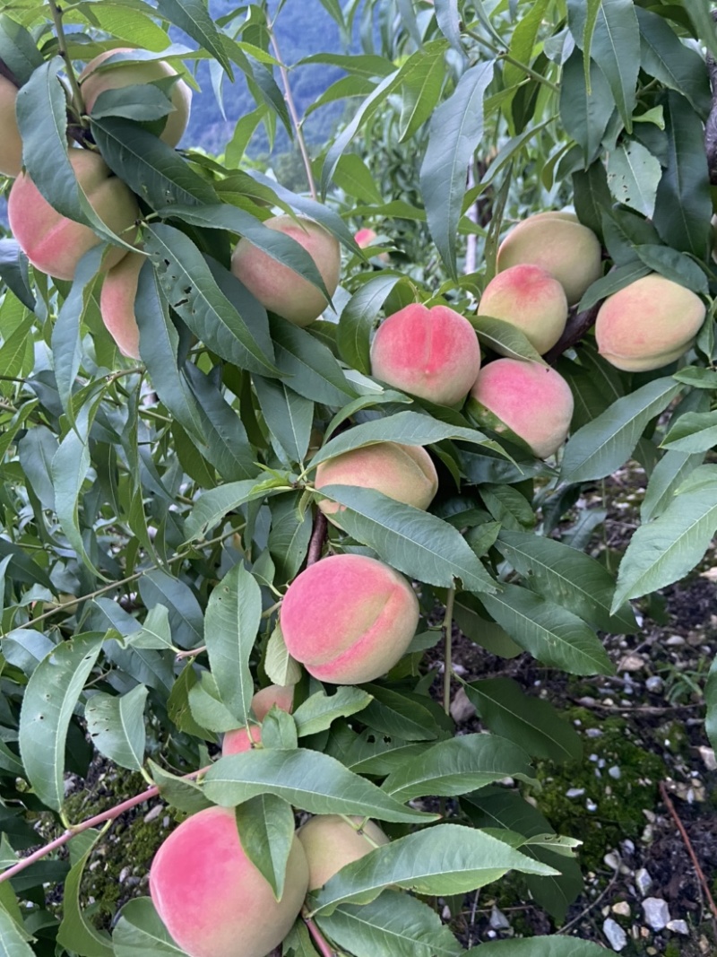 平武白花山桃，离核桃