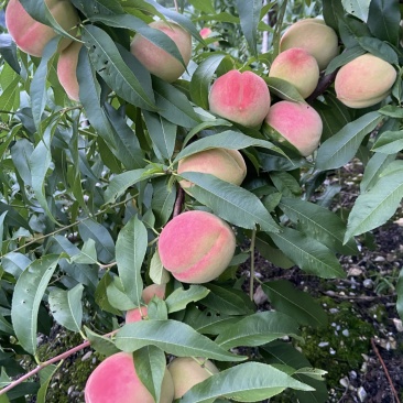 平武白花山桃，离核桃