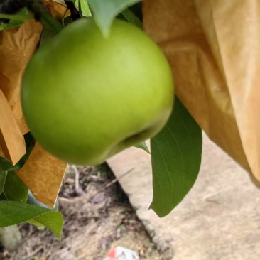 金堂翠玉梨