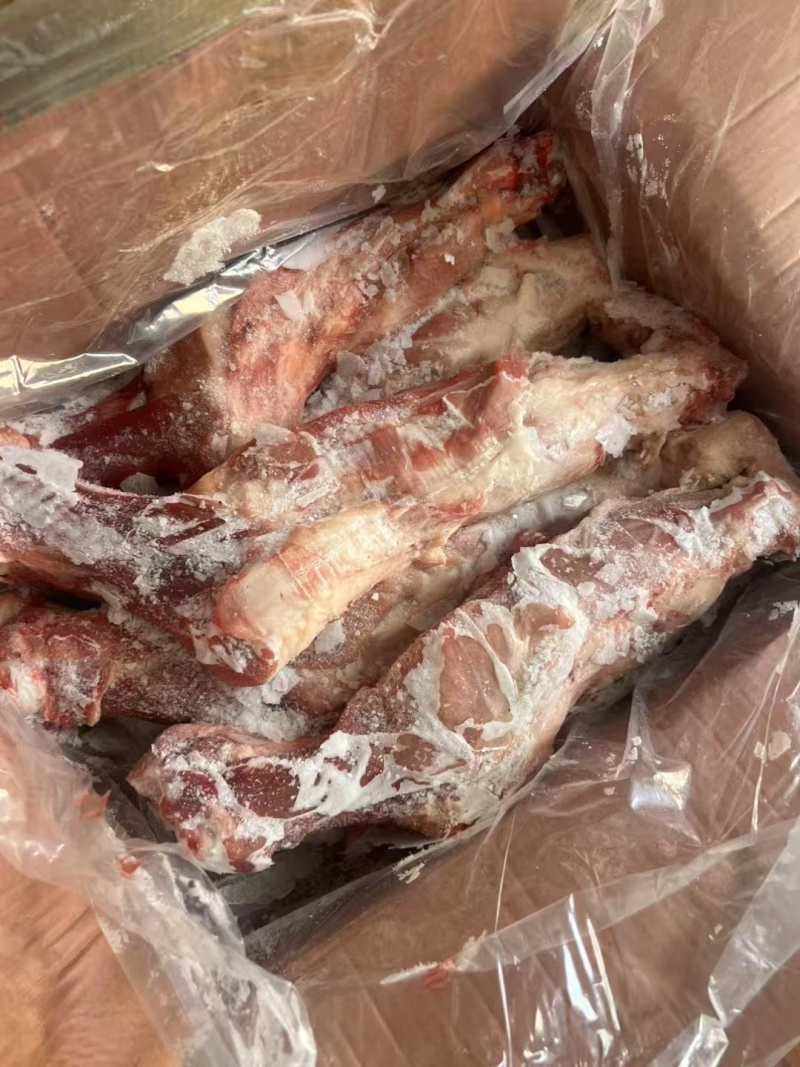 带腱前腿骨