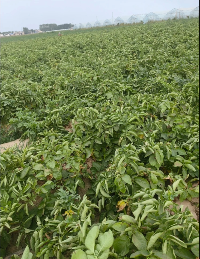 自家种植荷兰土豆