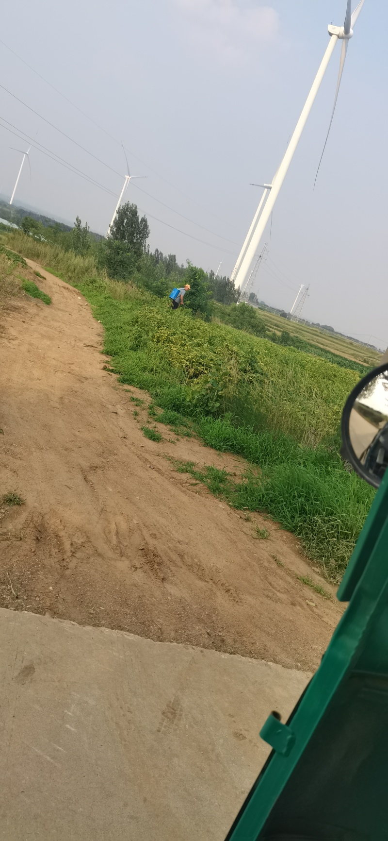 自家种植荷兰土豆