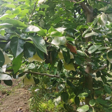 费县苏脆一号