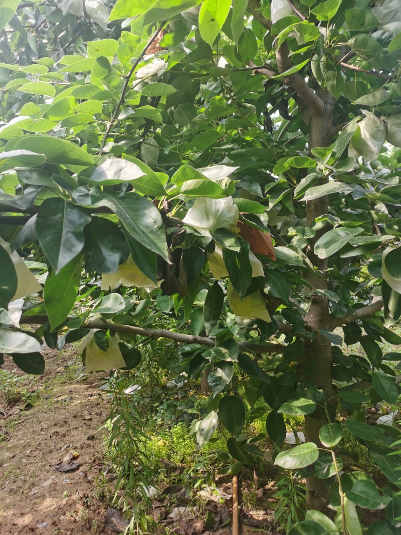 费县苏脆一号