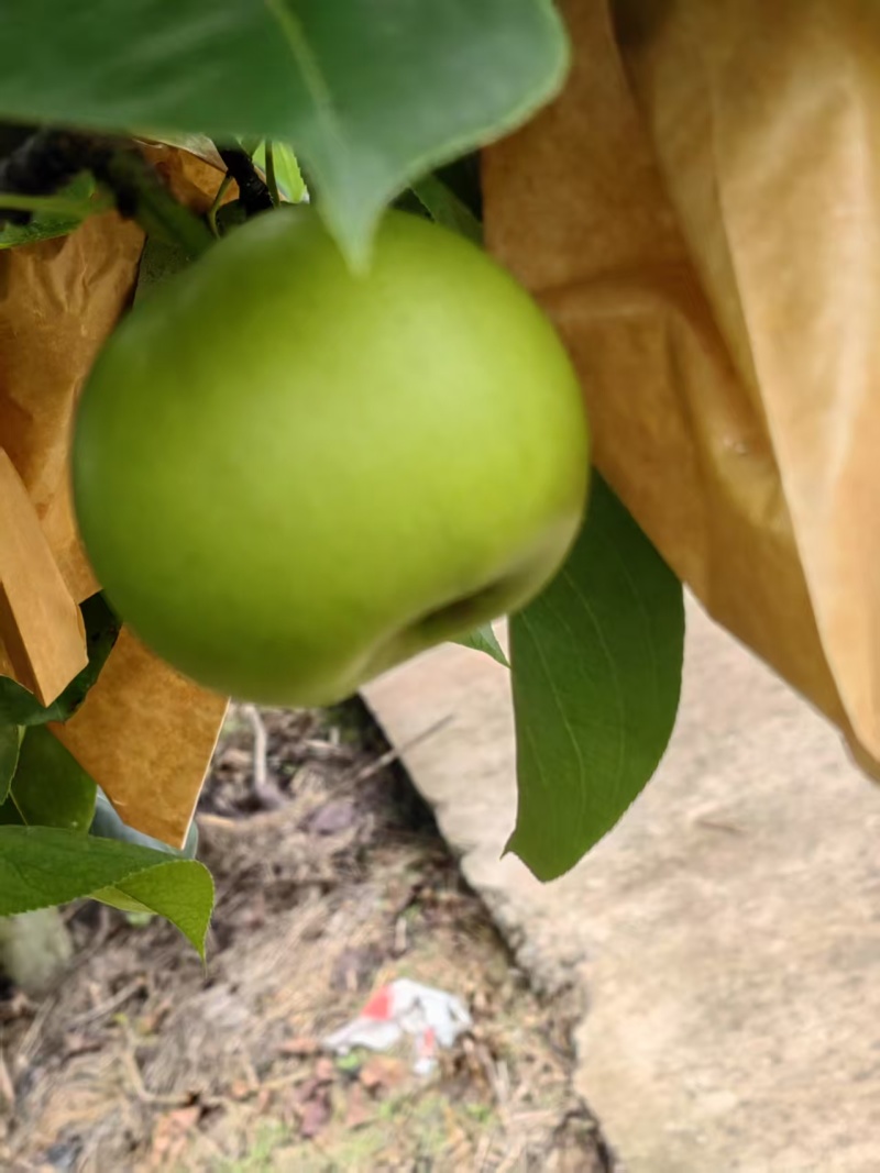金堂新鲜套袋翠玉梨放福利！树上现摘，新鲜直达。