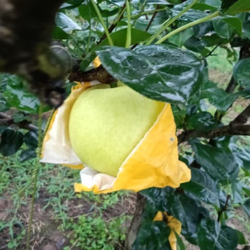 金堂新鲜套袋翠玉梨放福利！树上现摘，新鲜直达。