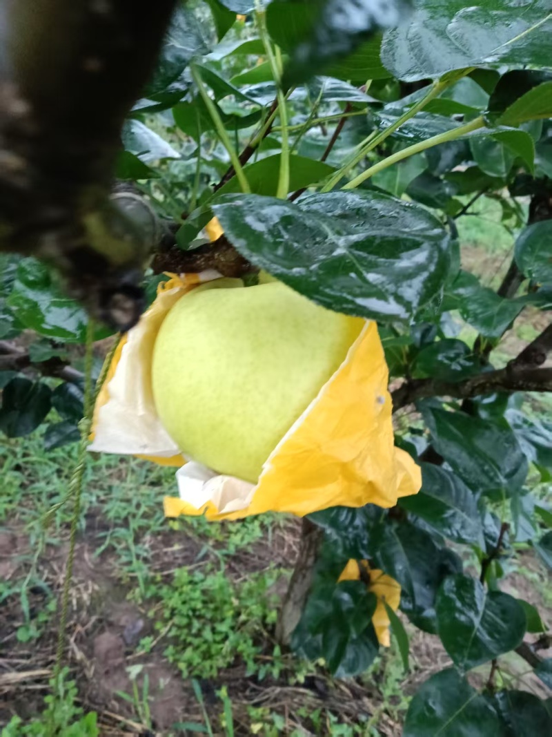 金堂新鲜套袋翠玉梨放福利！树上现摘，新鲜直达。