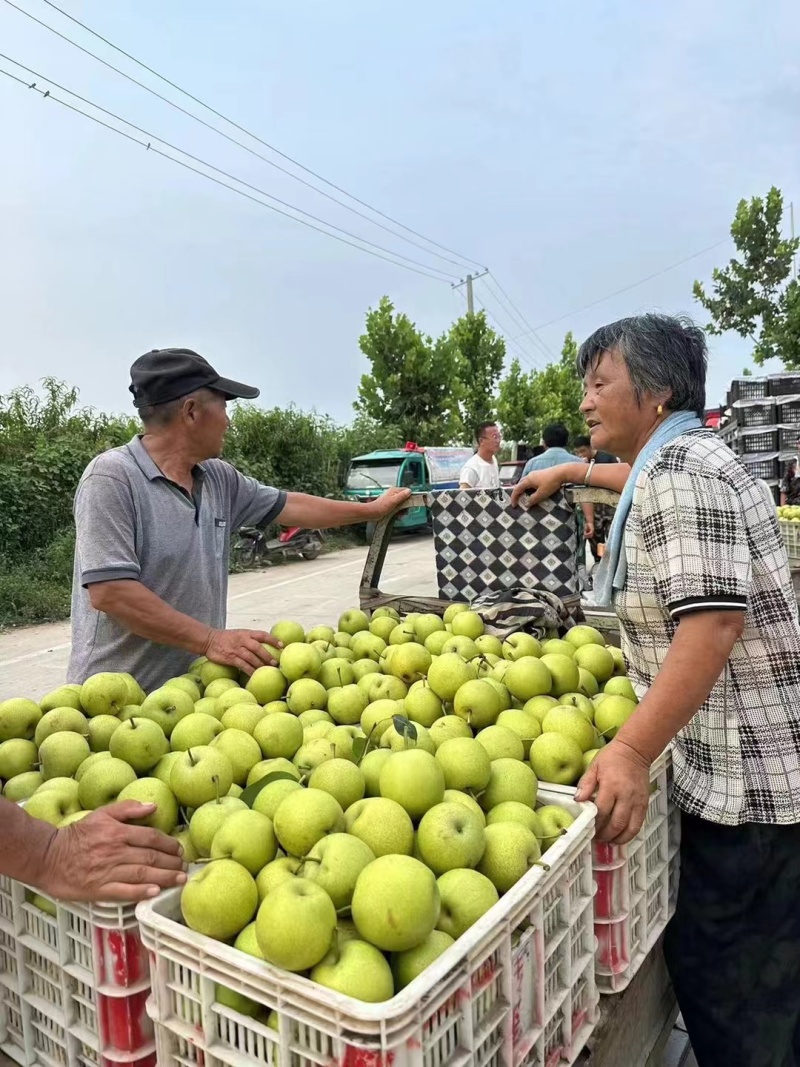 光果皇冠梨砀山皇冠梨青皮梨承接商超电商供货代发全国