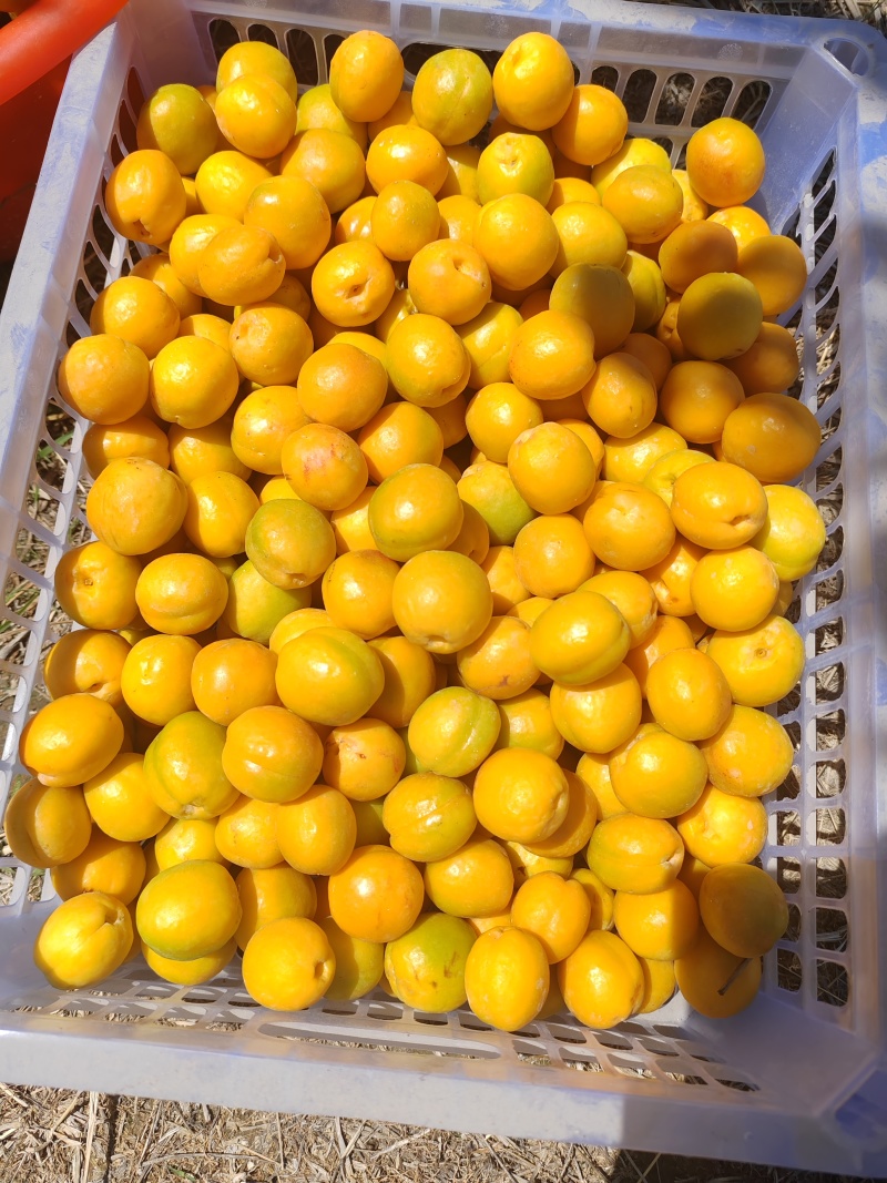 李广杏