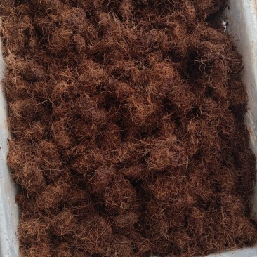 人工培育竹虫虫茧，自家养殖，大量有货，欢迎各位老板咨询