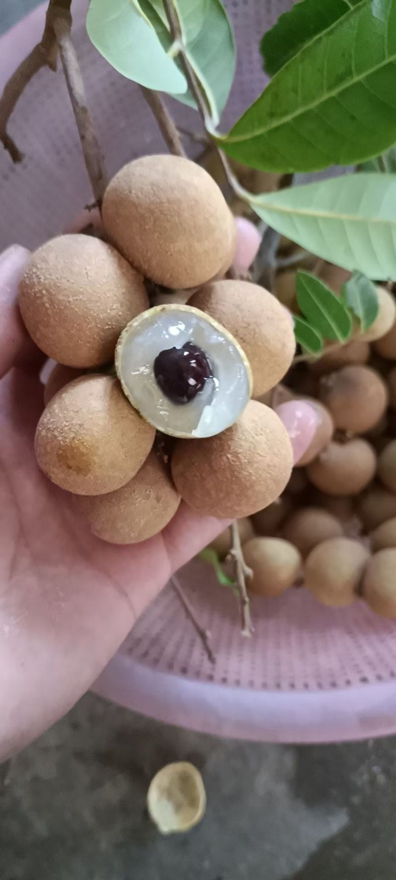 高州市储良龙眼，可一件代发，果大肉厚糖份高，口感脆甜超好