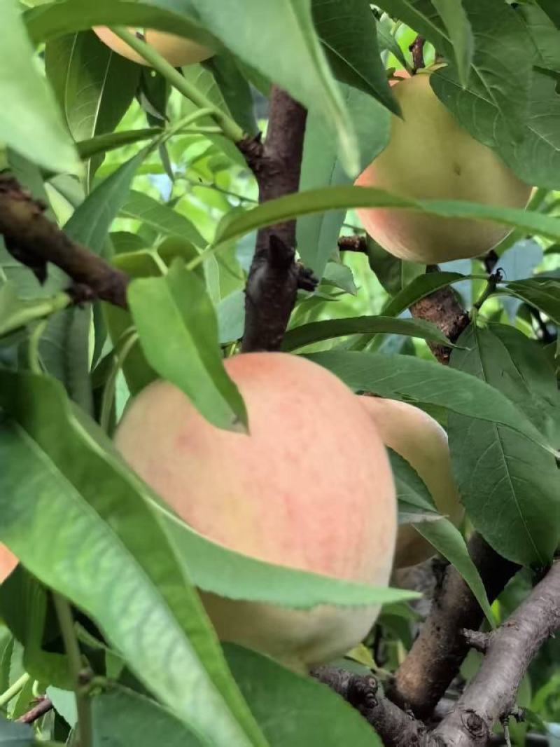 皮球桃。二两以上通货