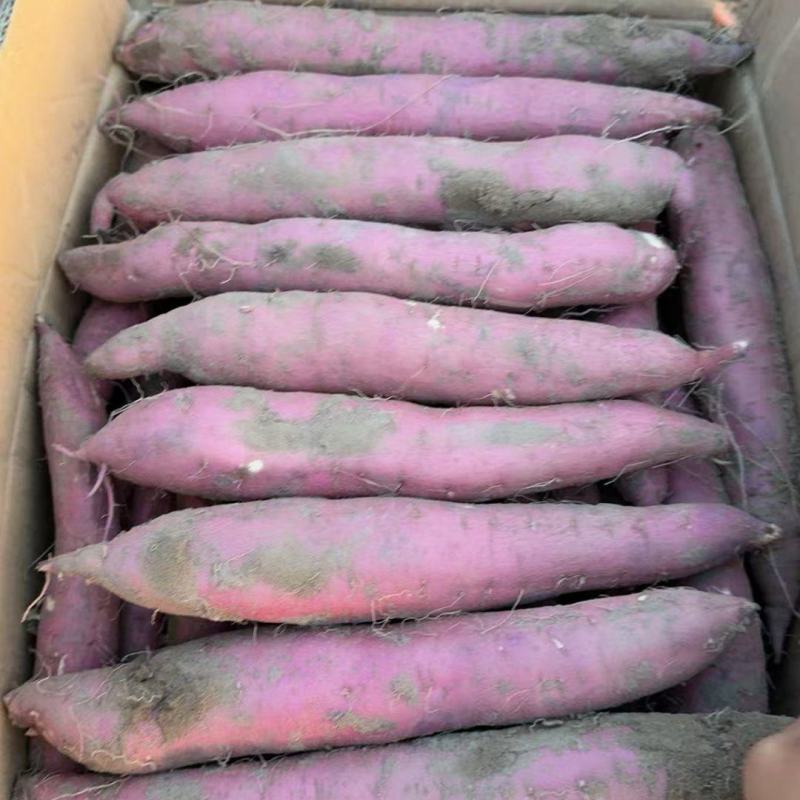 精品西瓜红红薯，产地直发，品质保证，量大从优，欢迎来电