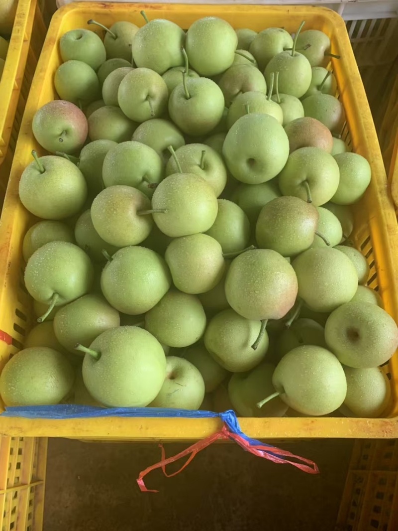 丁香梨、蜂糖梨！纯甜酥脆，多汁细腻！