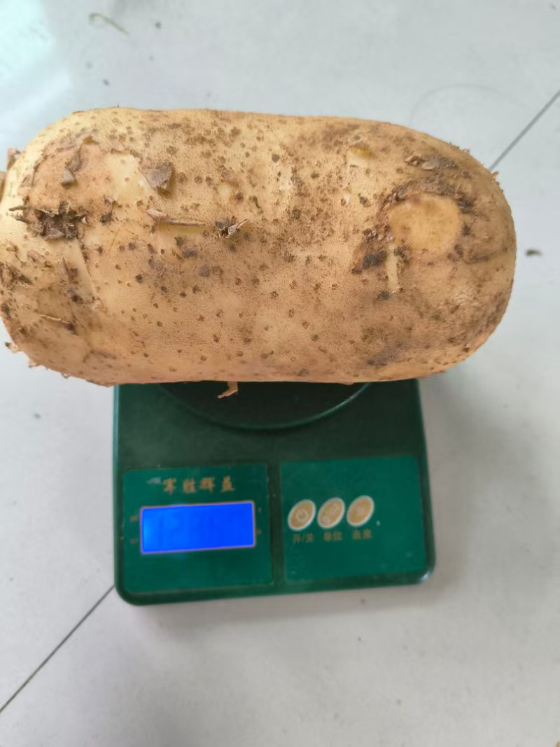黄心土豆口感软糯产地直销大量有货价格实惠