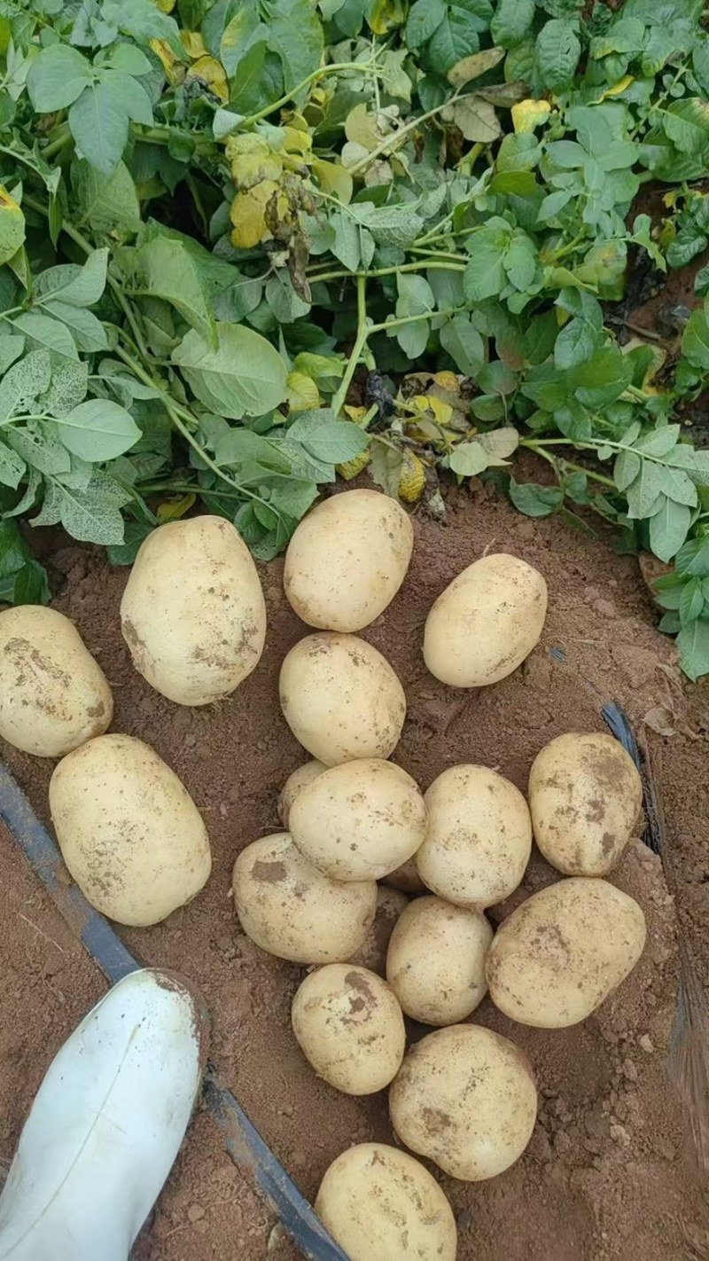 黄心土豆口感软糯产地直销大量有货价格实惠