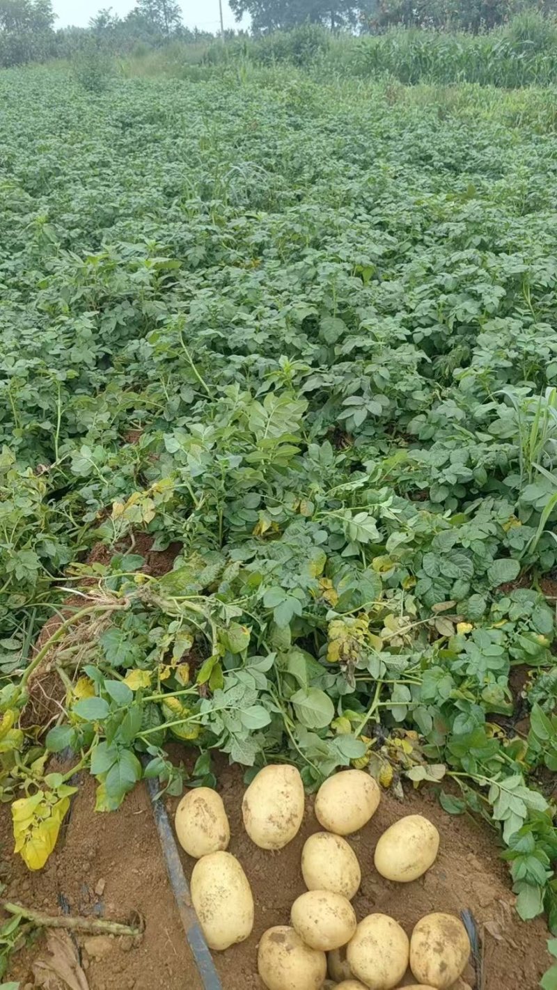 黄心土豆口感软糯产地直销大量有货价格实惠