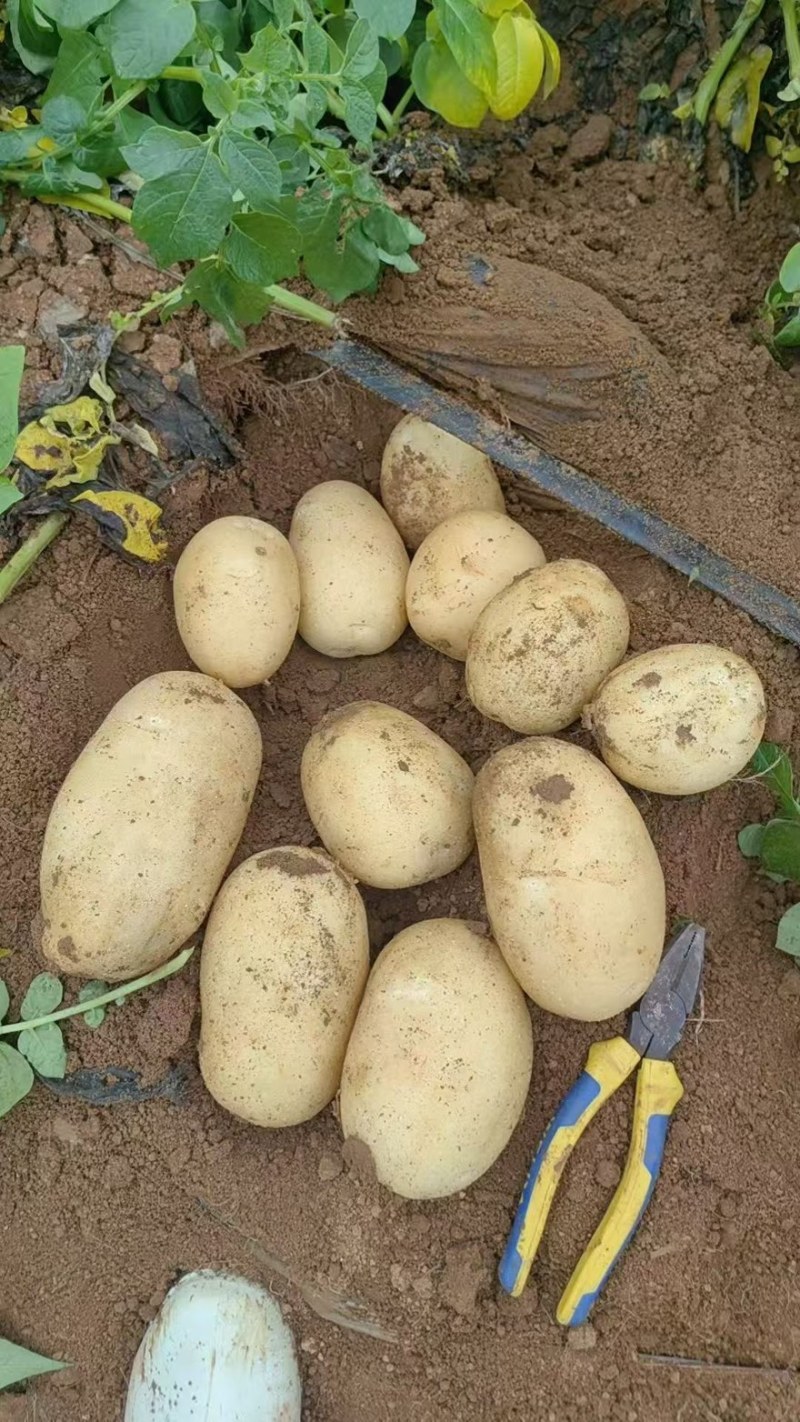 黄心土豆口感软糯产地直销大量有货价格实惠