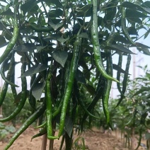 新鲜线椒辣椒批发湘研辣椒团购辣椒种植基地