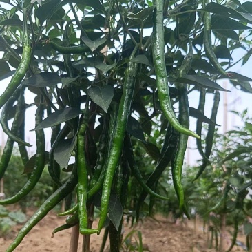 新鲜线椒辣椒批发湘研辣椒团购辣椒种植基地