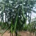 新鲜线椒辣椒批发湘研辣椒团购辣椒种植基地