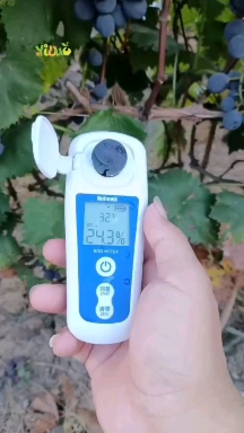 《推荐》精品自然熟，巨峰葡萄，大量上市，