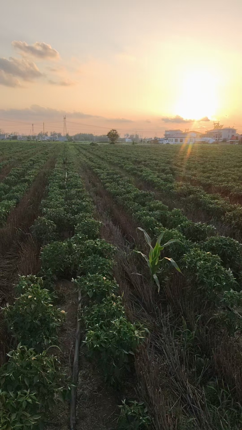新鲜线椒辣椒批发湘研辣椒团购辣椒种植基地