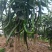 新鲜线椒辣椒批发湘研辣椒团购辣椒种植基地
