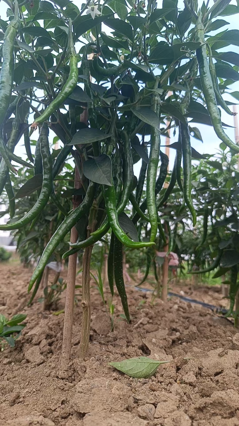 新鲜线椒辣椒批发湘研辣椒团购辣椒种植基地
