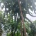 新鲜线椒辣椒批发湘研辣椒团购辣椒种植基地