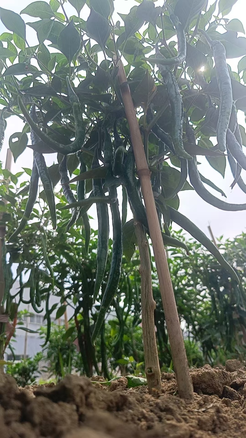 新鲜线椒辣椒批发湘研辣椒团购辣椒种植基地