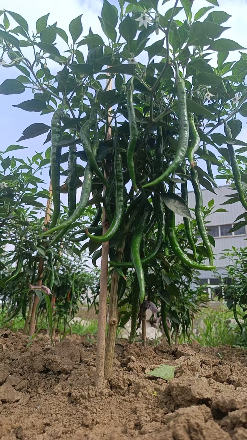 新鲜线椒辣椒批发湘研辣椒团购辣椒种植基地