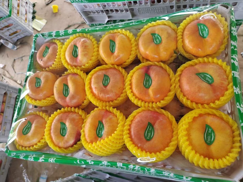 河北水蜜桃黄油蟠桃各种桃品种都有
