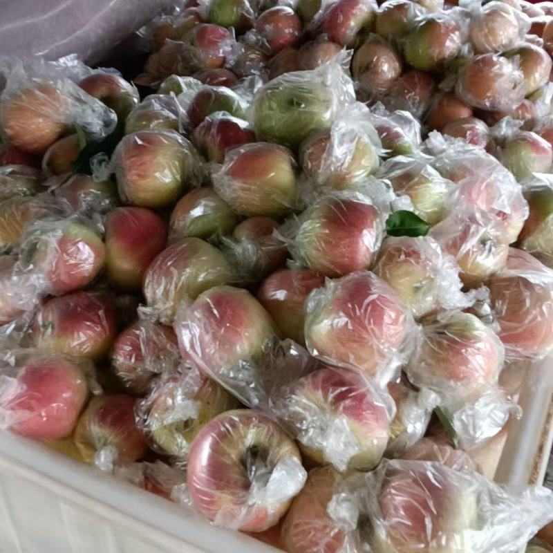 美八苹果是脆甜多汁的，中秋11是脆甜多汁的