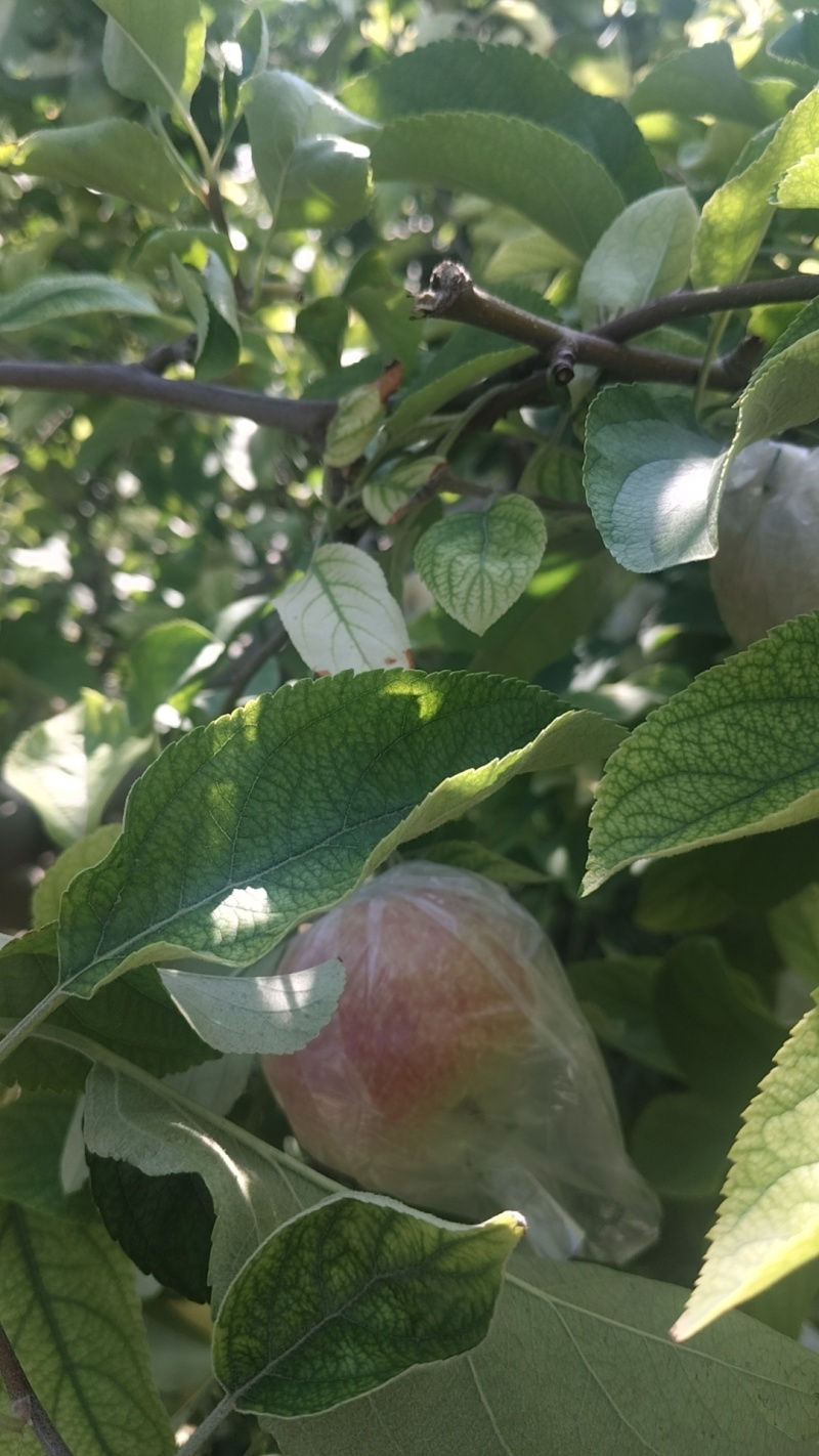 美八苹果是脆甜多汁的，中秋11是脆甜多汁的