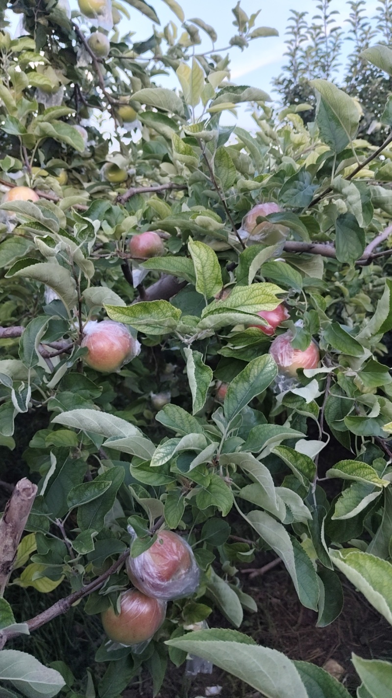 美八苹果是脆甜多汁的，中秋11是脆甜多汁的