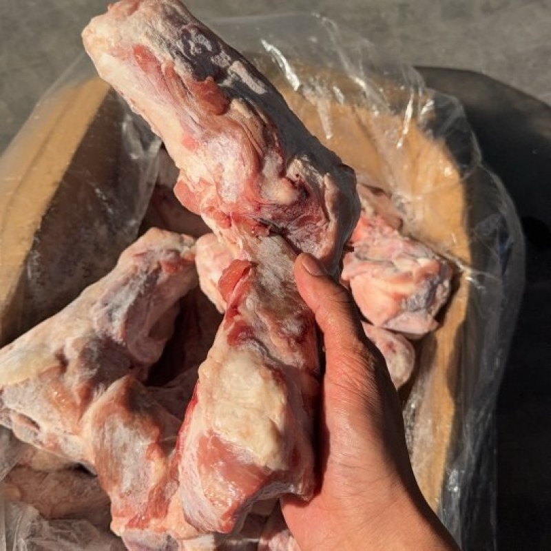 前腿骨