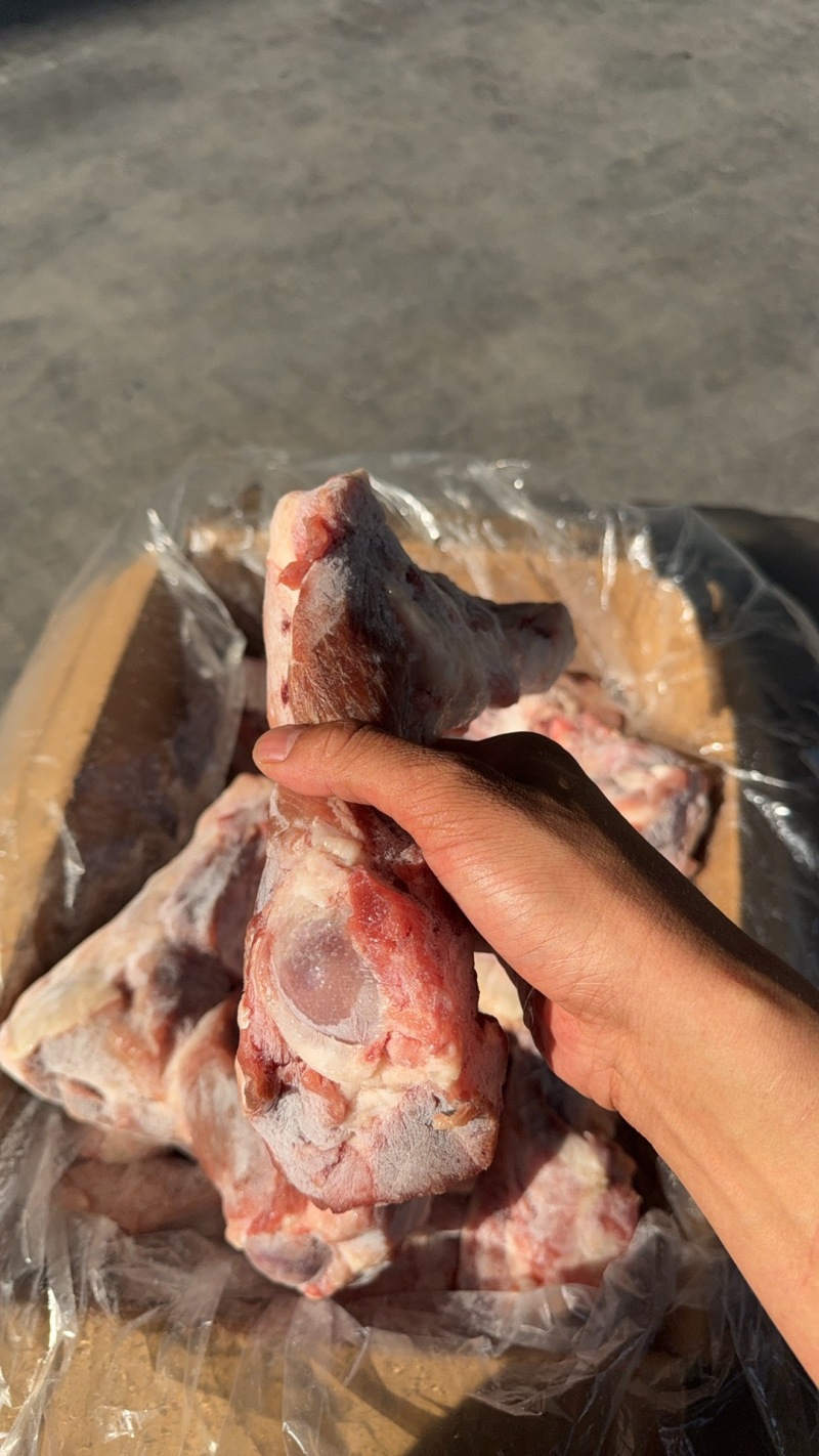 前腿骨